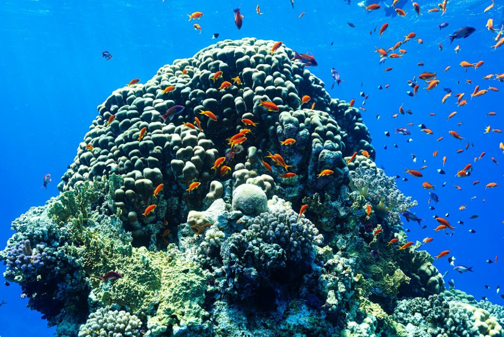 The Best Komodo Dive Sites on a Bali Combo