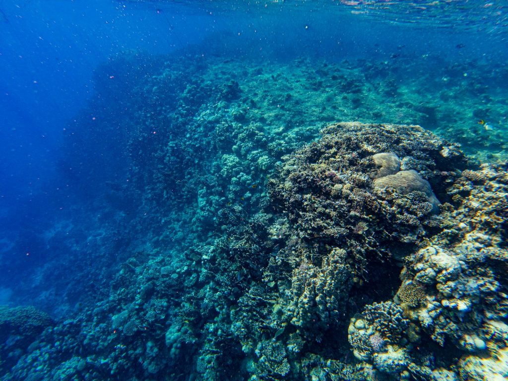 Seeing Komodo Dragons on a Bali Combo Tour