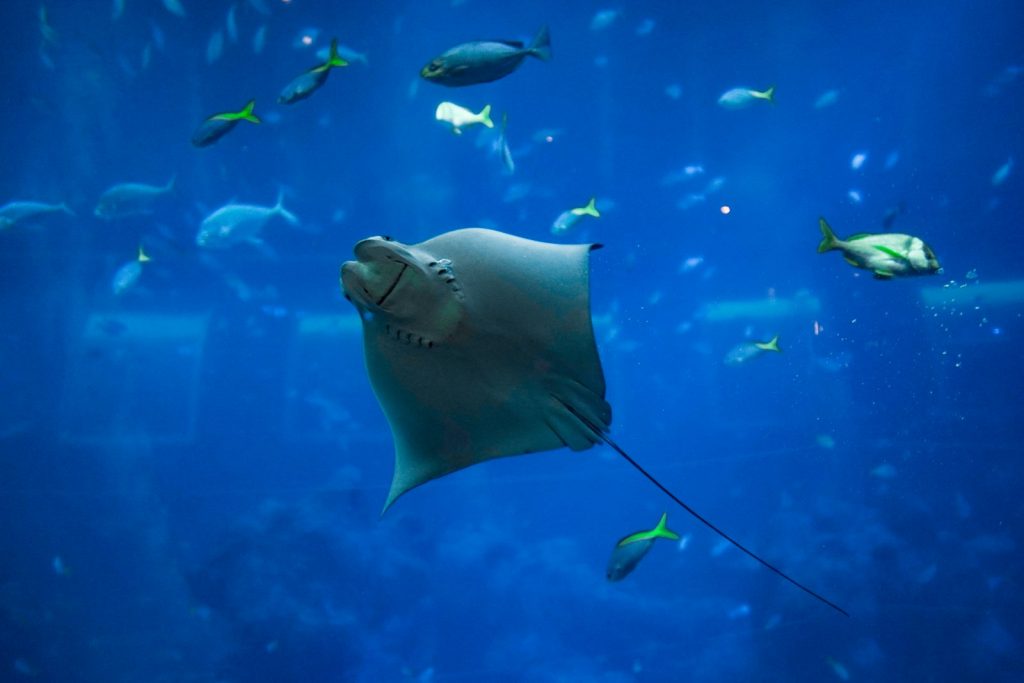 What to Expect on a Bali + Komodo Tour