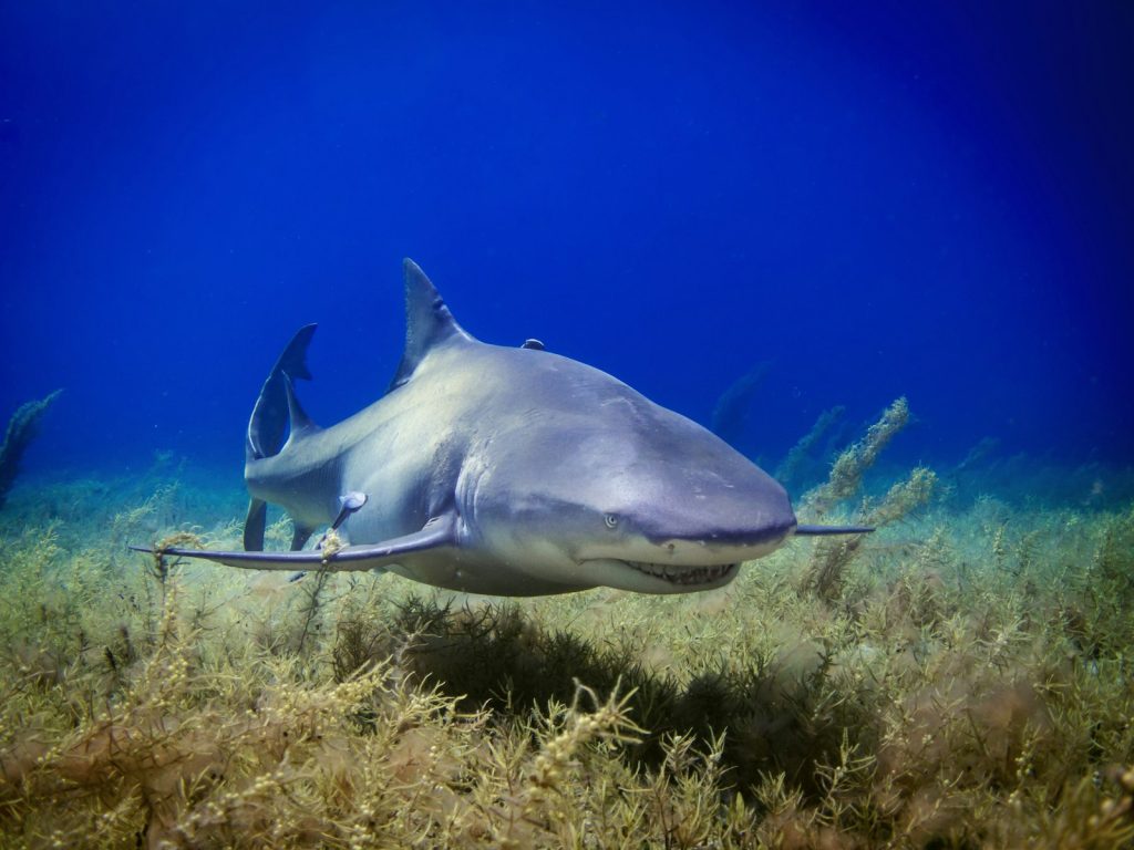 How Many Days for Bali and Komodo?
