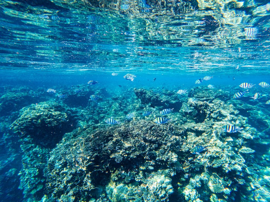 Komodo Cruise from Bali (How It Works)